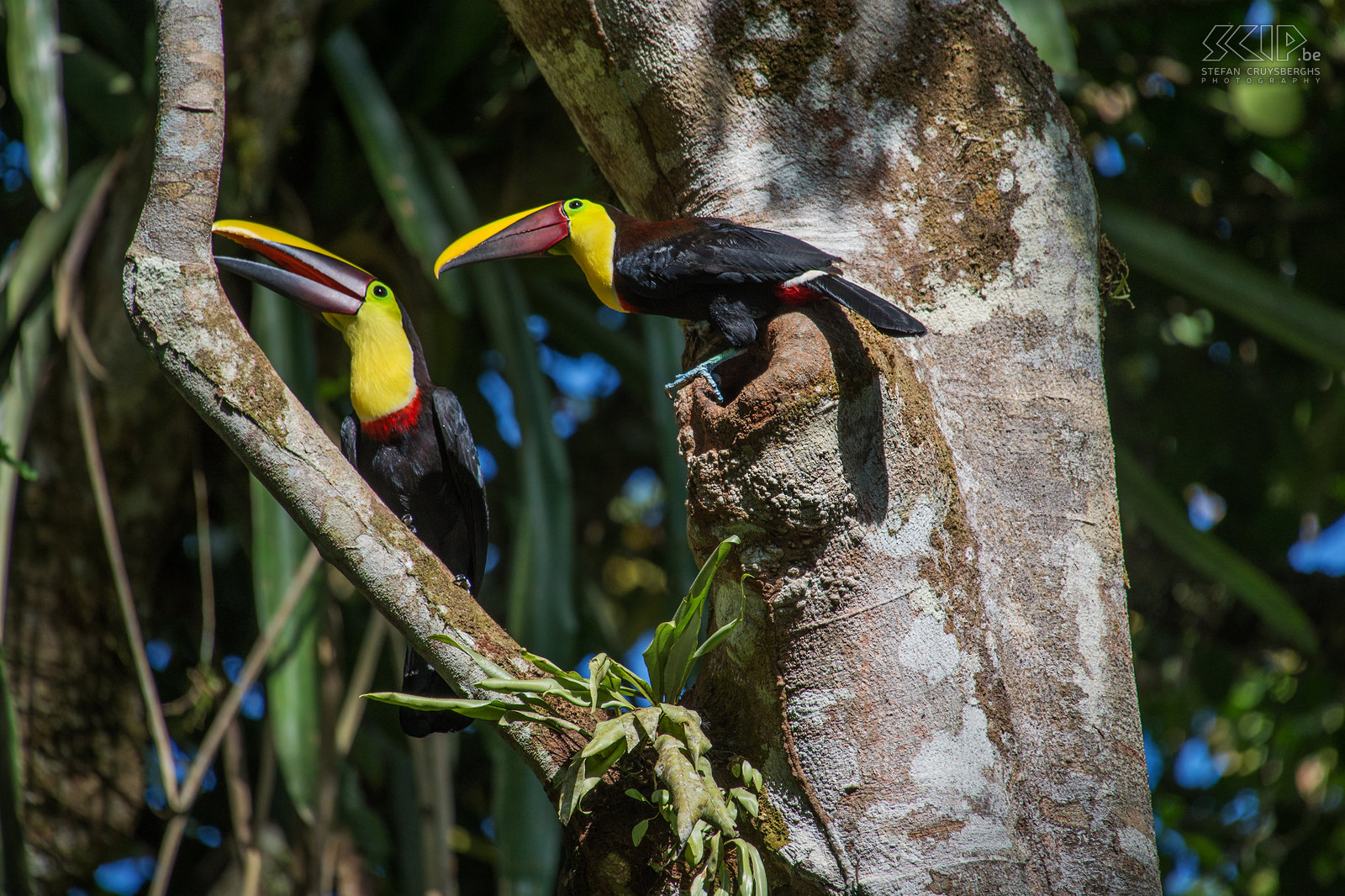 Selva Verde - Swainson’s toucans A couple of swainson’s toucans (chestnut-mandibled toucan, ramphastos ambiguus swainsonii) near their nest. Stefan Cruysberghs